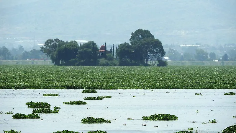 Zumpango en alerta: lirio acuático amenaza con destruir la laguna [Fotorreportaje]